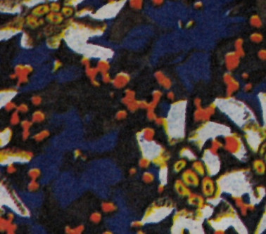 CARTA FOGLI STELLE ALPINE